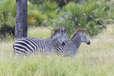 Safari superior de 2 días en Selous Game Reserve